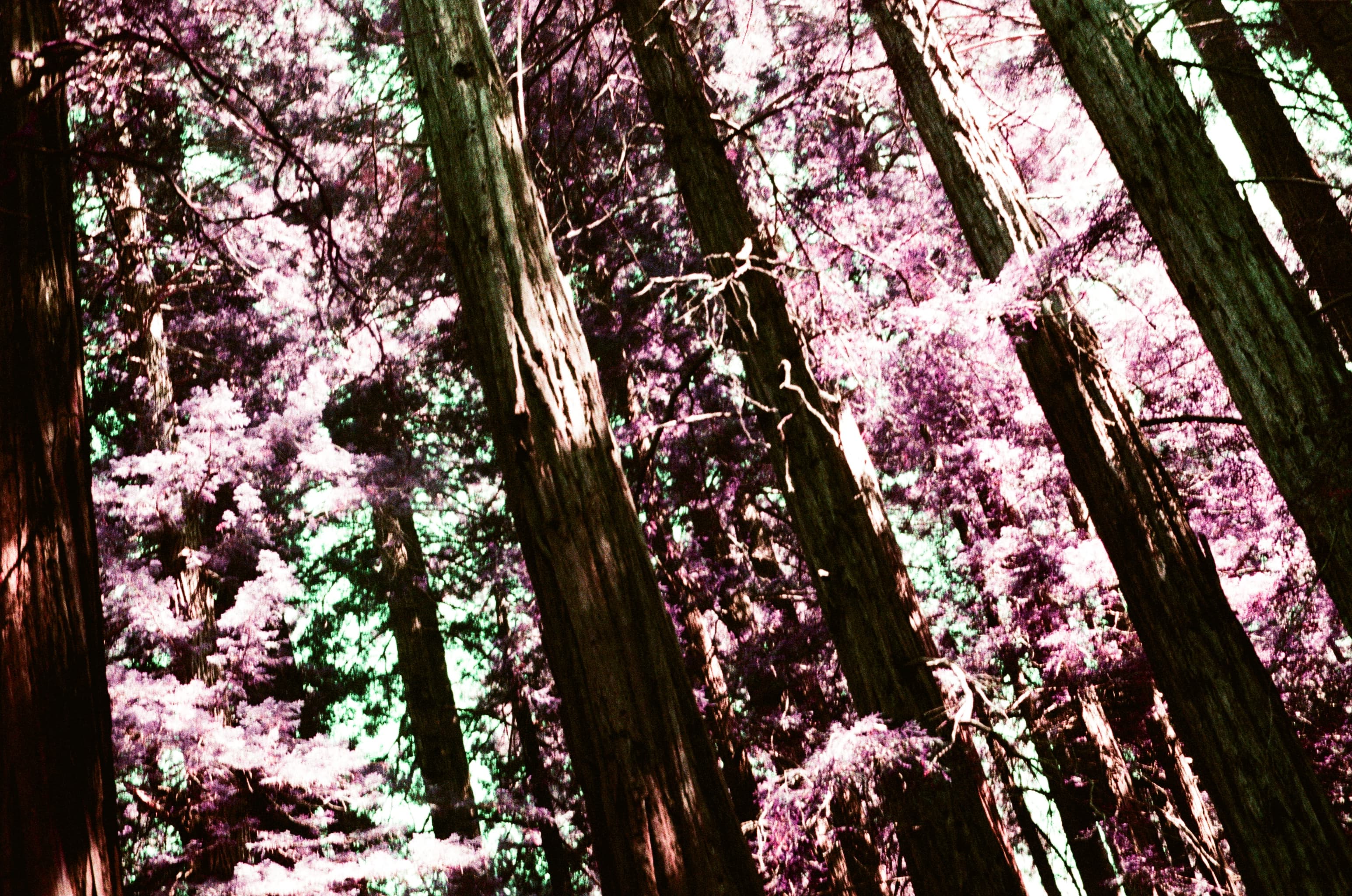 Infrared photograph looking upward through a redwood canopy
